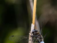 Blaue Plattbauch Libelle sitzt an Halm